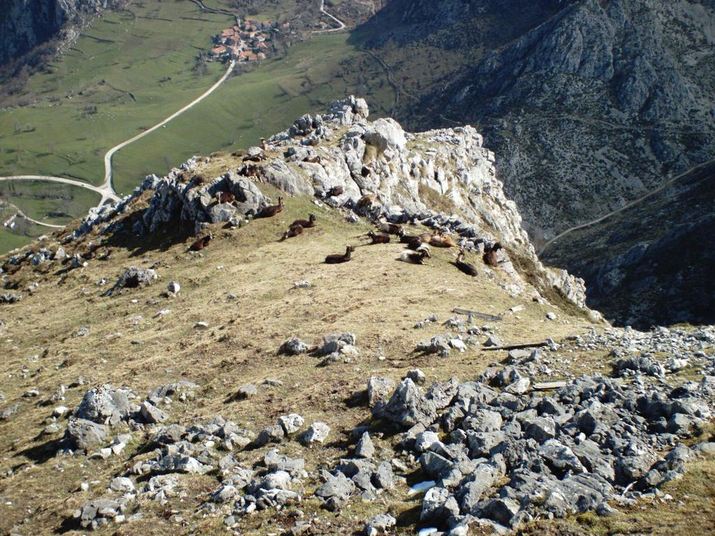 Viviendas De Uso Turistico La Arboleda I Y II Colombres Eksteriør billede